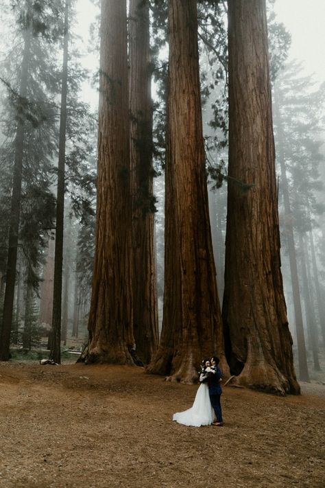 Crescent Meadows Made For The Perfect Backdrop at This Sequoia National Park Wedding Nature Wedding Photography, Redwood National Park Wedding, Sequoia Wedding, Woodland Elopement, Redwoods Wedding, Mark Twain National Forest, Forest Weddings, Shawnee National Forest, Forest Map