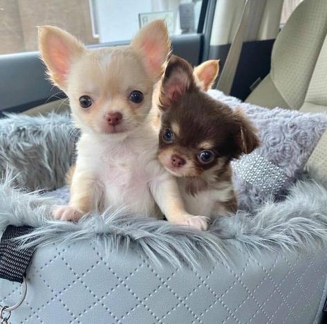 Psy Chihuahua, Teacup Chihuahua Puppies, Tattoo Dog, Baby Chihuahua, Teacup Chihuahua, Really Cute Dogs, Cute Chihuahua, Puppies And Kitties, Cute Little Puppies