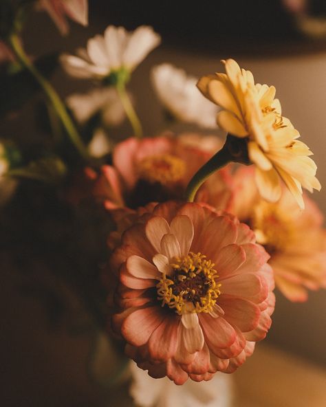 And then there’s these zinnias from @floretflower so in love 😍 #zinniasofinstagram #zinnias #floretflower #floretflowerfarm #flowersofinstagram #flowerstagram #flowersoftheday #wsnclocal #mywsnc #wsnc Growing Zinnias, Flower Growing, Home Floral Arrangements, Flower Soft, So In Love, Flower Farm, Summer Picnic, Something Beautiful, The East