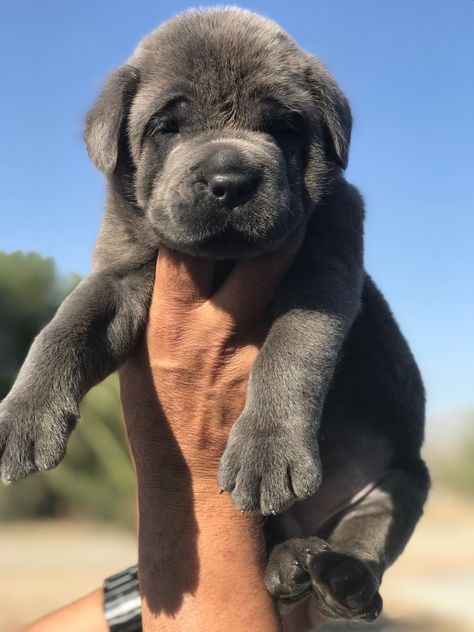 Grizzly, 5 Week old CANE CORSO Dog Pictures Funny, King Corso, Cana Corso, Dog Videos Funny, Big Dogs Breeds, Biggest Dog In The World, Small Dog Tattoos, Dog Snapchats, Italian Mastiff