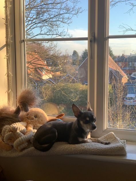 Chihuahua Aesthetic, Chihuahua Bed, House Owner, Vision Board Photos, I Love Him So Much, Chihuahua Dogs, 2024 Vision, Dream Board, Golden Hour