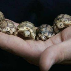 Sulcata Tortoise Enclosure, Russian Tortoise Diet, Cowabunga Dude, Tortoise Enclosure, Russian Tortoise, Tortoise Care, Tortoise Habitat, Baby Tortoise, Sulcata Tortoise