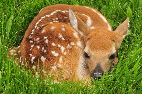 Why a Springtime Deer Attack isn't So Unusual - RV Life Painting Website, Wildlife Rehabilitation, Deer Photos, Young Animal, Whitetail Deer, Baby Deer, Beautiful Posters, South Dakota, In The Woods