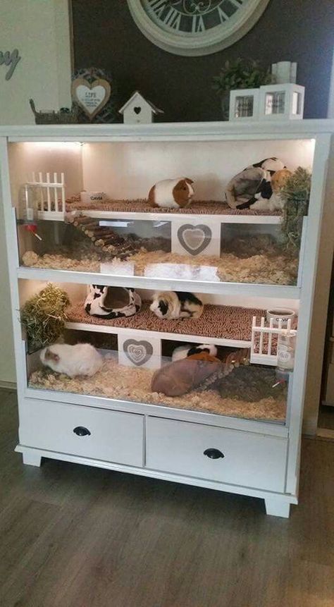 Kandang Hamster, Indoor Guinea Pig Cage, Guinea Pig Breeding, Diy Guinea Pig Cage, Guinea Pig Diy, Guinea Pig Hutch, Guinea Pig House, Pig House, Hamster Cages