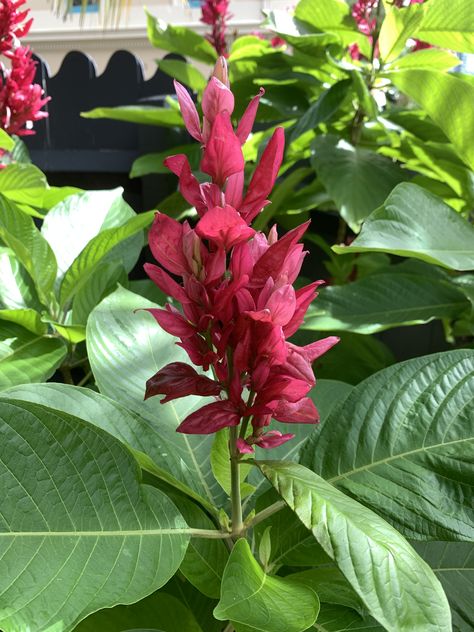 Megaskepasma erythrochlamys - or the Brazilian Red Cloak is native to South American rainforests but grows very well here in Australia as long as you don't get frosts (or close to it). The biggest challenge is pronouncing its name when you ask your local garden centre for one. #garden #gardening #gardeningaustralia #plants #flowers South American Rainforest, Late Autumn, Perfect Garden, Green Living, Garden Center, Gardening Tips, Garden Inspiration, Soil, Eye Candy