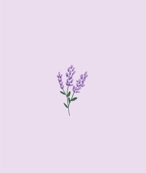 Lavender, Purple, Flowers