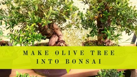 Bonsai Shaping, Trees For Indoors, Olive Bonsai, Olive Tree Bonsai, Olive Tree Care, Growing Olive Trees, Bonsai Making, Bonsai Diy, Potted Olive Tree