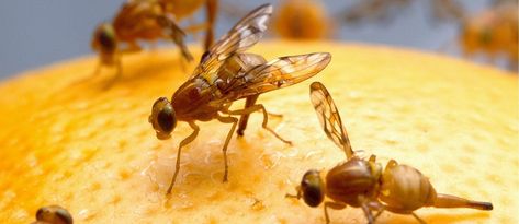 5 Easy Ways to Get Rid of Fruit Flies | ApartmentGuide.com Homemade Fruit Fly Trap, Fly Control, Fruit Fly Trap, Best Pest Control, Flea Prevention, Bug Control, Bees And Wasps, Pest Management, Fly Traps