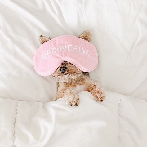 Sunday mood 🐶💓✨ #Janessence #PuppyLove #CrueltyFree #SundayVibes Natural Hair Moisturizer, Natural Hair Routine, How To Grow Natural Hair, Sleeping Mask, Yorkshire Terrier, Yorkie, Puppy Love, Cute Puppies, Summer Vibes