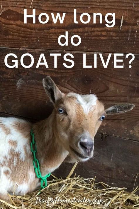 Goats Shelter, Goat Hacks, Goat Farming Ideas, Goat Tips, Pig Raising, Goat Keeping, Fiber Farm, Breeding Goats, Goat Life