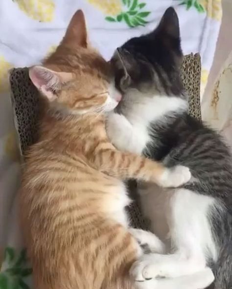 Two beautiful cats sleeping together.............. Gato Grande, Cutest Cat, Image Chat, Kittens And Puppies, Cat Sleeping, Cats Cute, Cute Cats And Kittens, Cat Care, Cute Kittens