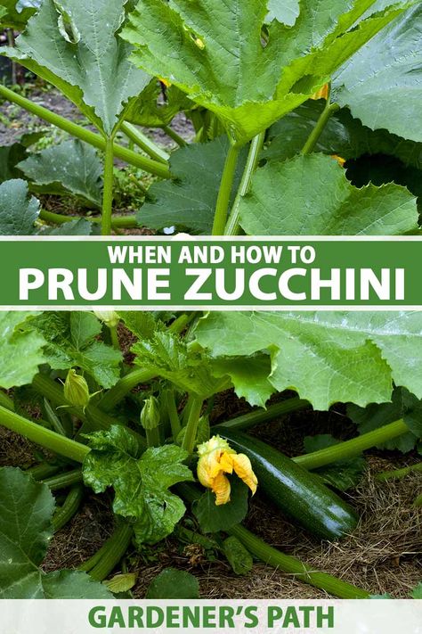 Zucchini Trellis, Growing Zucchini Vertically, Zucchini Garden, Zucchini Growing, Grow Zucchini, Zucchini Plant, Transplanting Plants, Growing Squash, Growing Zucchini