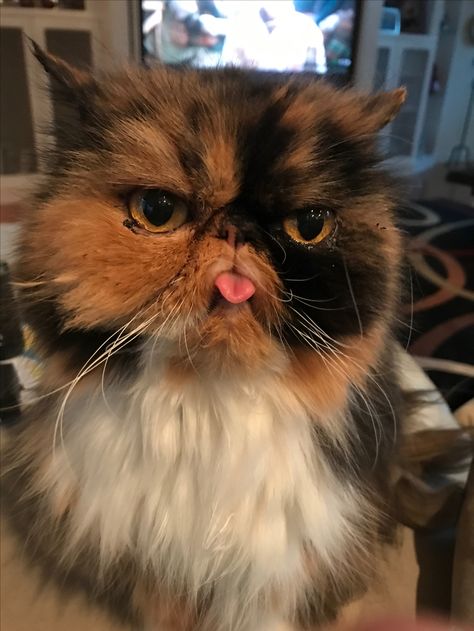 Orange Persian Cat, Teacup Persian Cats, Grump Cat, Animal Pfp, Cutest Kittens Ever, Flat Faced Cat, Gorillaz Art, Dream's Cat, Cat Faces