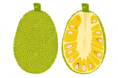 Premium Vector | Vector summer tropical fruits for healthy lifestyle. jackfruit vector illustration cartoon Jackfruit Illustration, Jackfruit Drawing, Jack Fruit, Fruit Cartoon, Food Logo, Summer Tropical, Illustration Cartoon, Bee Crafts, Tropical Fruits