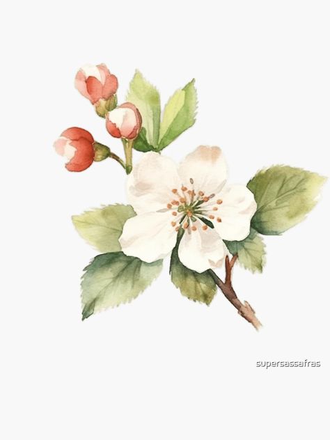 "Watercolor Hawthorn Flower" Sticker for Sale by supersassafras | Redbubble Hawthorn Flower Tattoo, Hawthorne Flower, Hawthorn Flower, May Birth Flowers, Botanical Drawing, Watercolor Flower Art, Floral Photography, Flower Ornaments, Month Flowers