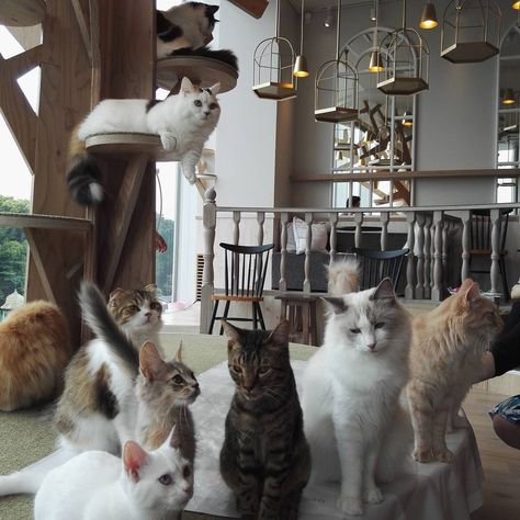 8 Best Cat Cafe in Tokyo to Hang Out | Hub Japan Cat Cafe Japan, Pet Cafe, Cafe Japan, Cat Hotel, Dream's Cat, Japanese Cat, Cat Cafe, Cute Kittens, Cat Shelter