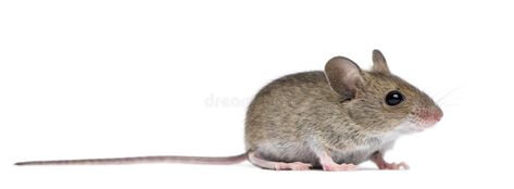 Side view of Wood mouse stock photo Roof Rats, Norway Rat, Baby Rat, Brown Rat, Black Rat, Baby Rats, Rat Look, Human Environment, Mouse Photos