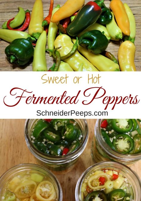 Skip the vinegar and pickle peppers the old fashioned way by fermenting them. Fermented peppers give you all the storage benefits of pickled peppers without the vinegar taste. Make fermented jalapenos or fermented sweet banana peppers, the recipe and process is the same. #PreservingFood #FermentingVegetables #FromScratch #homesteading Fermented Jalapenos, Pickle Peppers, Fermented Peppers, Homemade Probiotics, Hot Banana, Recipes With Banana Peppers, Fermented Vegetables Recipes, Sweet Banana Peppers, Preserving Recipes