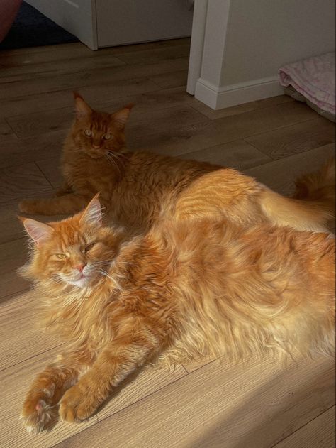 #instagram #cat #mainecoon #mainecooncats Golden Mainecoon Cat, Ginger Mainecoon Cat, Ginger Maine Coone Cat, Red Mainecoon Cat, Ginger Maine Coone, Mainecoon Cat Orange, Orange Maine Coone, Maine Cooney Cats, Cat Mainecoon