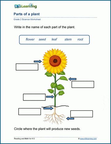 Science Worksheets Grade 2, Grade 2 Science Worksheets, Parts Of A Plant Worksheet, Hairstylist Resume, Plant Worksheet, Anatomy Worksheets, Grade R Worksheets, Reading Response Worksheets, Plant Anatomy