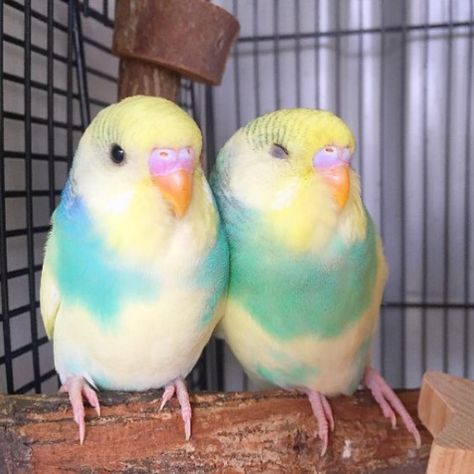 Rainbow Budgie, Budgies Parrot, Budgies Bird, Budgie Parakeet, Parakeets, Funny Birds, Pretty Birds, Weaning, Cute Animal Pictures