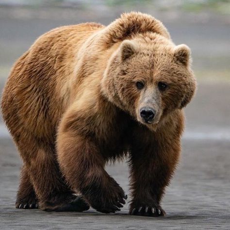 Grizzly Bear Photography, Bear Bedding, Bear Clothing, North American Animals, Geometric Bear, Grizzly Bears, American Animals, Bear Pillow, Bear Photos