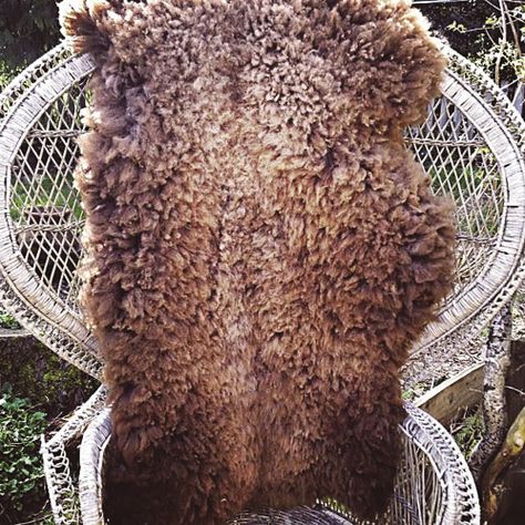 Tanning Sheepskins | “I Would Sleep On This" Dorper Sheep, Hide Tanning, Diy Tanning, Tanning Hides, How To Tan, Leather Tanning, Animal Hide, Emergency Preparation, Survival Techniques