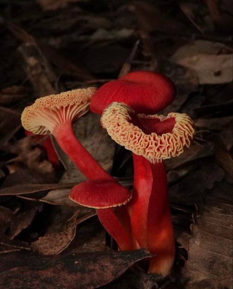 Red Mushroom Aesthetic, Conium Maculatum, Mushroom Aesthetic, Mushroom Pictures, Growth And Decay, Flight Rising, Slime Mould, Red Mushroom, Mushroom Fungi