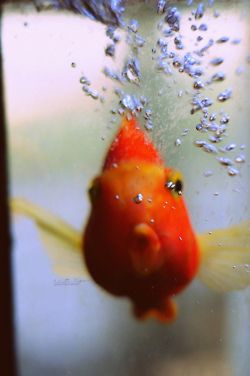 Orange Fish Blowing Some Bubbles Blow Bubbles, Parrot Fish, Life Under The Sea, Orange Fish, Collage Ideas, Blowing Bubbles, Beautiful Fish, Orange Crush, Freshwater Aquarium