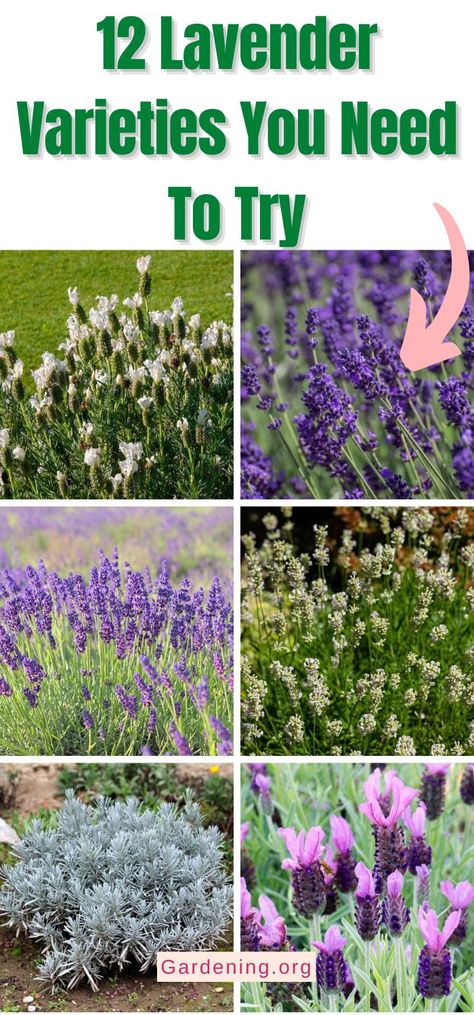 Types Of Lavender Plants, Indoor Lavender Plant, English Lavender Plant, Lavender Potted Plant, Lavender Plant Care, Lavender Types, Lavender Varieties, Spanish Lavender, Growing Lavender