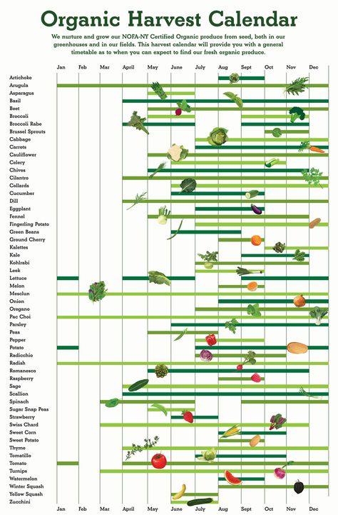 Desktop mcenroe harvest calendar 07.2016 Homestead Calendar, Harvesting Brussel Sprouts, Foraging Calendar, Produce Calendar, Market Farming, Harvest Calendar, Plant Calendar, Vegetable Planting Calendar, Harvest Town