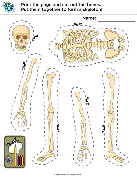 Human Body Classroom Decor, Ezekiel 37 Dry Bones Craft, Skeleton For Kids, Science Project Board, Human Body Crafts, Human Body Worksheets, Human Body Projects, Human Body Activities, Stem School