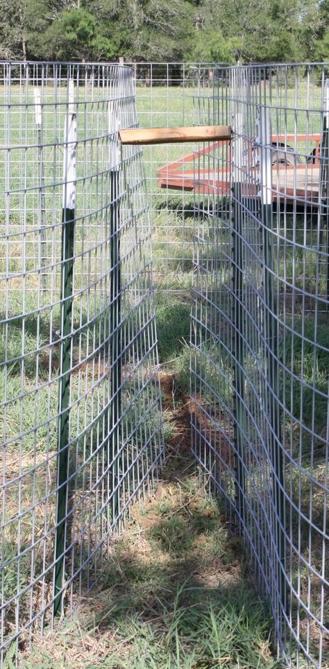 Corral Trap Designs for Feral Hogs – Wildlife Damage Management Hog Trap Ideas, Hog Recipes, Hog Trap, How To Make Traps, Wildlife Management, Animal Traps, Deer Hunting Tips, Hog Hunting, Food Plot