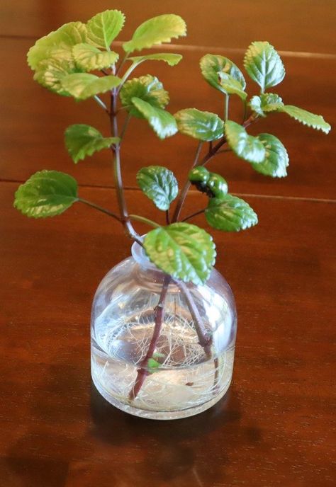 Swedish Ivy Houseplant Cuttings - So Easy To Propagate! Swedish Ivy Houseplant, Propagate Ivy, Ivy Houseplant, Swedish Ivy, Easiest Plants To Grow, Feng Shui Plants, Easy Plants To Grow, Plants To Grow, Ivy Plants