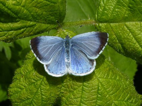 Uk Moths, Butterfly Identification, Sketchbook Challenge, Holly Blue, Small Butterfly Tattoo, Fence Art, Butterfly Illustration, Captain America Civil, Crochet Butterfly