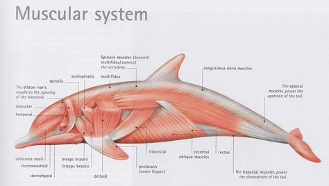 dolphin musculature | Nervous system Dolphin Anatomy, Vet Tech Student, Muscle System, Vet Medicine, Vet Assistant, Animal Skeletons, Organ System, Muscular System, Animal Anatomy