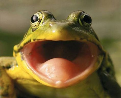 frog open mouth | Cool frogs | Pinterest | Frogs, Mouths and ... Frog Species, Surf Music, Frog Theme, Handmade Stuffed Toys, Frog Pictures, Golden Retriever Mix, Mouth Drawing, Animal Sounds, Funny Frogs