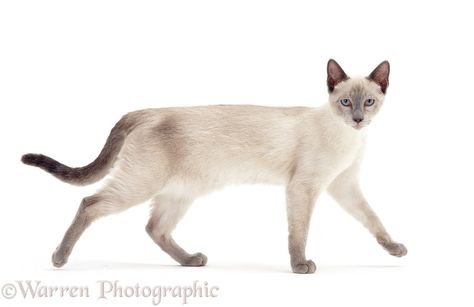 Cat Walking Side View, Siamese Cats Blue Point, Blue Point Siamese, Cat Poses, Cat References, Cat Walking, Cat Anatomy, Cats Photos, Cat Reference