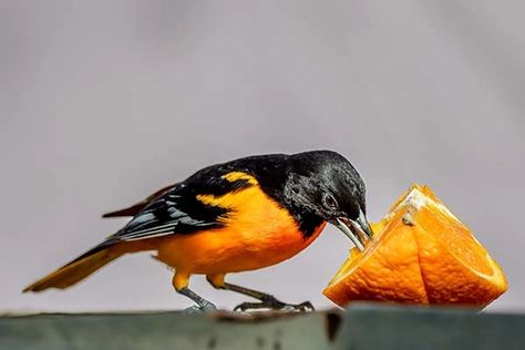 Diy Baltimore Oriole Feeder, Oriole Nectar Recipe, Diy Oriole Feeder, Oriole Bird Feeders Diy, Orioles Birds, Oriole Bird Feeders, Baltimore Orioles Birds, Bird Eating, Bird Feeder Station