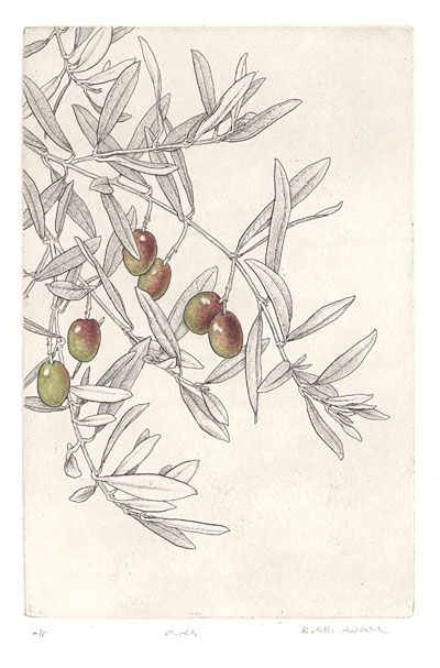 Olive Branch Symbolism, Plant Architecture, 수채화 그림, Botanical Painting, Scientific Illustration, Botanical Drawings, Olive Branch, The Plant, About Love