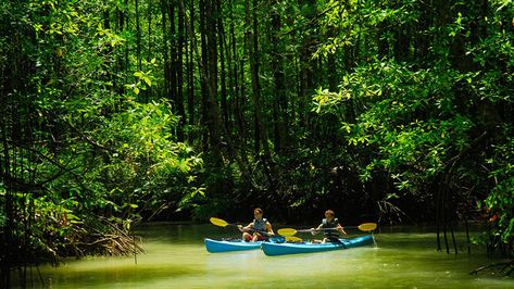 Magical kayaking tour in Costa Rica mangrove river Costa Rica Adventures, Mutual Weirdness, Green Weddings, Mangrove Forest, Costa Rica Vacation, Puntarenas, Central America Travel, Bride Guide, Adventure Vacation