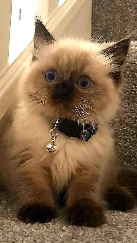 #catlovers #catoftheday #instagramThe Most Beautiful Cats in the World Top 10 Most Beautiful And Prettiest Cats  #instacat #meow #kitty #kitten Most Beautiful Cat, Fluffy Cat, Beautiful Cat, For Cats, Beautiful Cats, Cat Breeds, A Cat, Blue Eyes, Most Beautiful