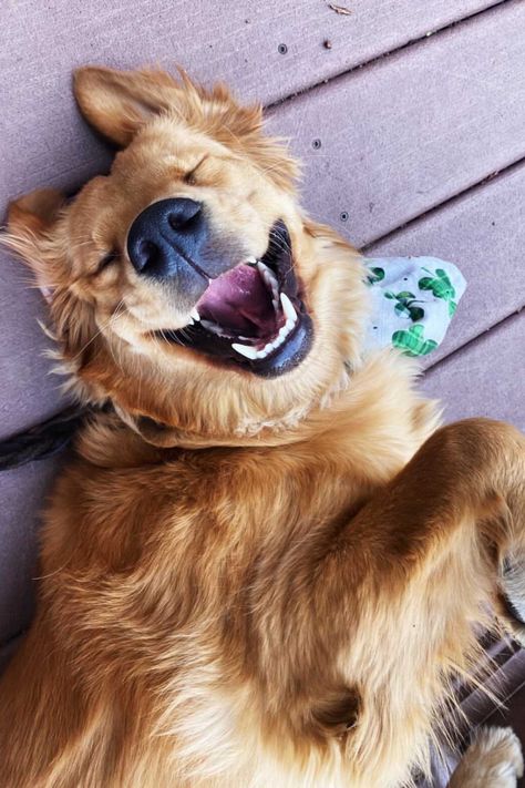 Happy dog, golden retriever, dog smiles, happy golden, dog selfie, fun dog photography, dog bandana, big dog smiles, bandanas for dogs, dog photography, creative dog photo, beautiful dog, shop small Golden Retriever Photoshoot, Dog Photography Ideas Creative, Dog Owner Photography, Fun Dog Pictures, Dog Photography Creative, Golden Retriever Photography, Dog Smiling, Dog Golden Retriever, Colorful Hairstyles