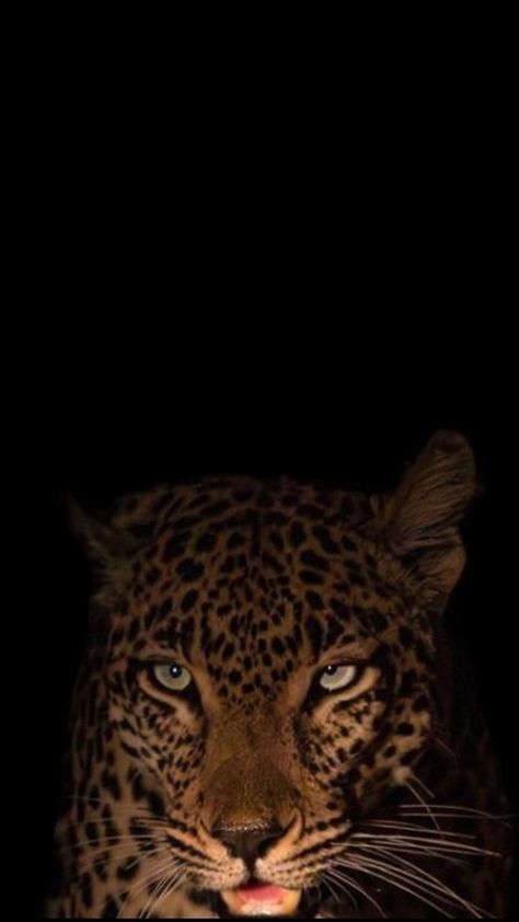 #leo Academia Aesthetic Outfit Men, Cheetah Wallpaper, Leopard Print Background, Wild Animals Photography, Al Qur'an Aesthetic, Conceptual Photo, Jaguar Print, Selfie Poses Instagram, Cute Cat Wallpaper