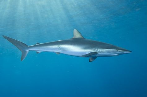 Silky Shark, Sting Rays, Types Of Sharks, Shark Photos, Chomp Chomp, Shark Pictures, Species Of Sharks, Shark Drawing, Shark Family