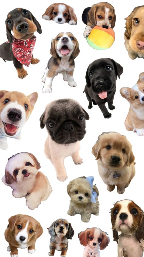 puppies collage 💗 Dogs Collage, Dog Collage, Dog Pictures, Photo Collage, Cute Dogs, Collage, Puppies, Funny, Dogs