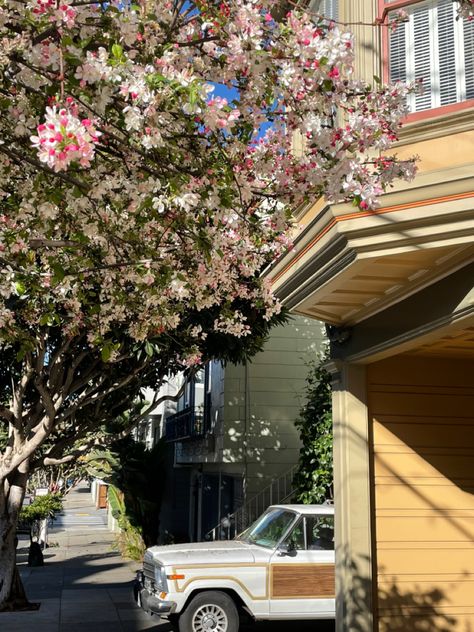 Trees on a San Francisco street San Francisco Sunset District, San Francisco City Aesthetic, San Francisco Living, San Francisco Street Style, San Sequoia, San Francisco Aesthetic, San Francisco Street, San Fransico, San Francisco Neighborhoods