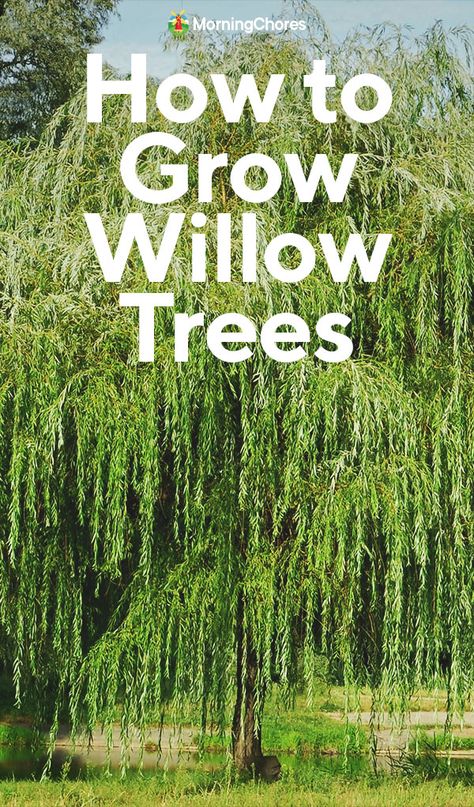 Tri Color Willow Tree, Wiping Willow Tree, Black Willow Tree, Wipping Willow Trees, Types Of Willow Trees, Willow Tree Backyard, Weeping Willow Tree Landscape, Willow Tree Landscape, Willow Trees Garden