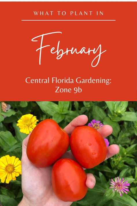 In this post I will go over the garden tasks you should be doing this month as well as provide a list of edible and flower crops that you can plant in the month of February. What To Plant In February, Central Florida Gardening, Zone 9b, Ginger Rhizome, List Of Vegetables, Florida Gardening, Gardening Zones, Growing Seeds, Summer Squash