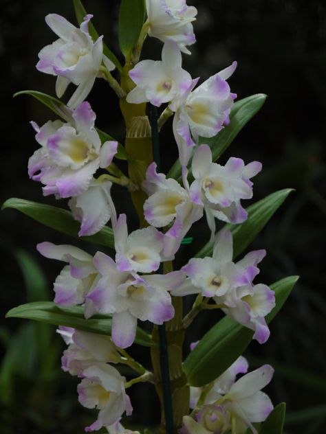 A blog about orchids written by the staff of the Fuqua Orchid Center. Orchid Meaning, Orchid Diseases, Cactus Gardens, Dendrobium Nobile, Orchid Roots, Shade Tolerant Plants, Orchid Leaves, Flower Identification, Types Of Orchids